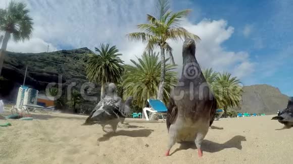 鸽子飞到海滩上从人的手里拿食物视频的预览图