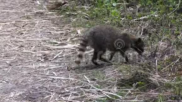 浣熊在找食物视频的预览图