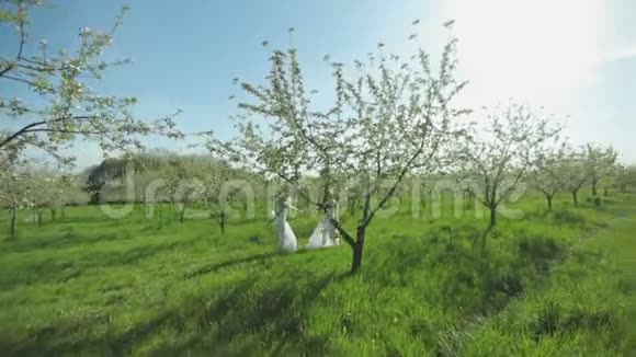 阳光明媚的一天两个穿着白色连衣裙的金发双胞胎女孩赤脚在一个盛开的苹果园跳舞视频的预览图