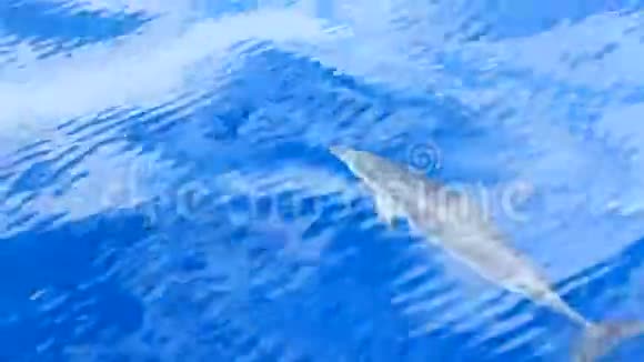 海豚在晴天在蓝色的水里游泳西班牙特内里费视频的预览图