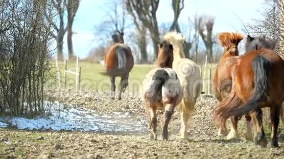 漂亮的马群被棕色种马带领包围牛群穿过根之间的一个狭窄的地方打开牧场太阳视频的预览图