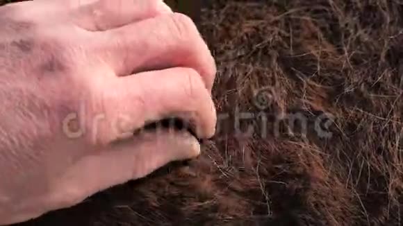 交马厚暖皮毛厚而温暖的深棕色马冬皮身外活马视频的预览图