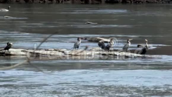 乔治亚岛福特公园6K六只鸟在河中的岩石上和一只加拿大鹅视频的预览图