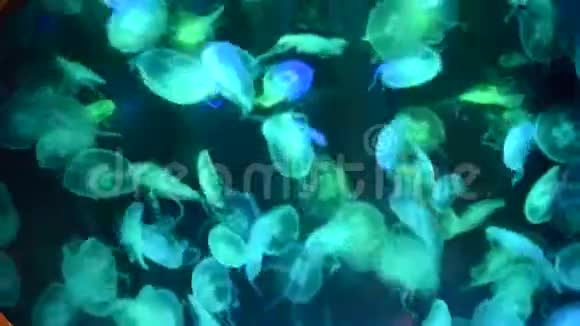 电影时间水母在水族馆里闪烁着五颜六色的光芒关闭了灯光视频的预览图