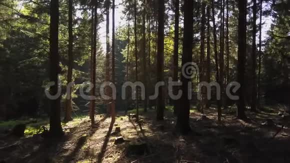 空中飞行在森林中飞行太阳耀斑夏天的气氛视频的预览图