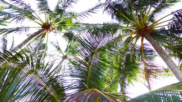 棕榈树的绿叶在风中摇曳视频的预览图