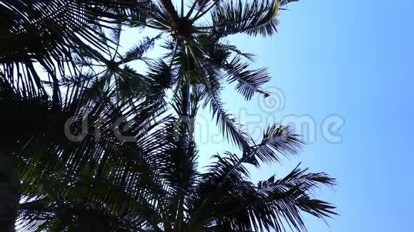 棕榈叶在万里无云的天空前迎风招展视频的预览图
