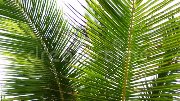 风的侧视移动棕榈树的叶子视频的预览图