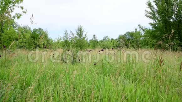 俄罗斯美丽的夏日草原视频的预览图