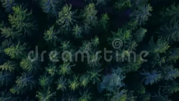 鸟瞰茂密的森林在美丽的丰富绿色的德国黄昏视频的预览图