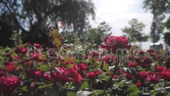 明亮的玫瑰在晴朗的天空下视频的预览图