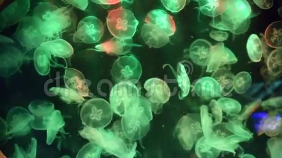 水母在水族馆里闪闪发光五颜六色的循环关闭了灯光视频的预览图