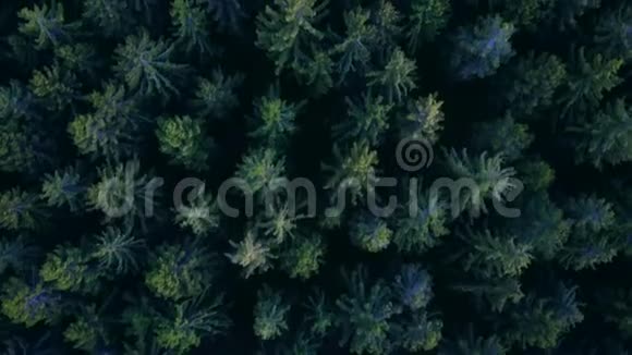 空中在德国的黄昏时分鸟在茂密的森林上俯瞰美丽的绿色景色视频的预览图