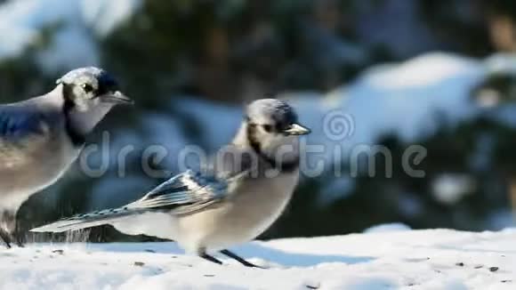 一对美丽的蓝鸟在阳光明媚的日子吃雪种子科视频的预览图