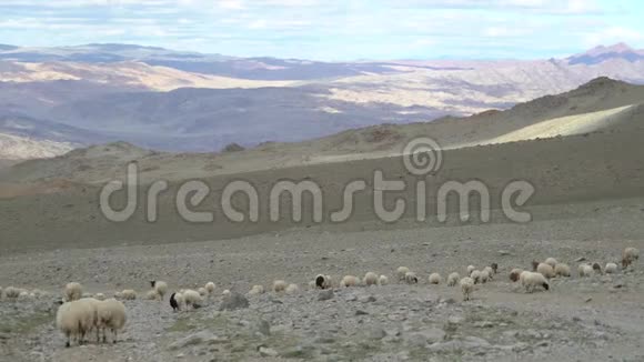 一群羊在蒙古山区的石坡上吃草视频的预览图