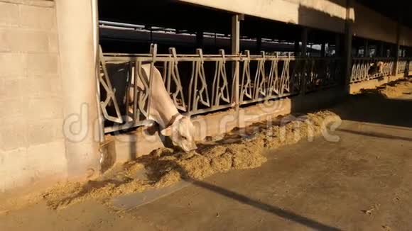 白牛从谷仓里吃干草和饲料视频的预览图