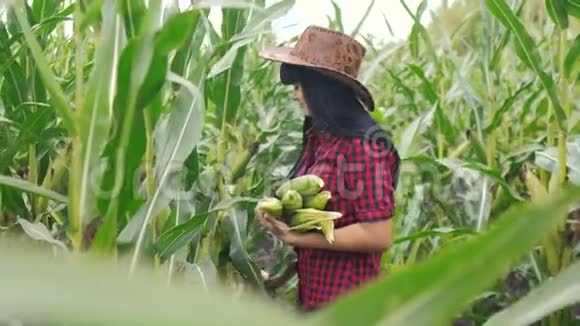 智慧生态是一种收获农业的耕作理念农民女孩植物研究员收割玉米芯的生活方式视频的预览图