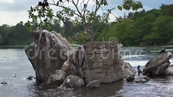 河中央有大石头大树和一群水鸟视频的预览图