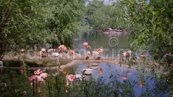 粉红火烈鸟在动物园里寻找食物视频的预览图