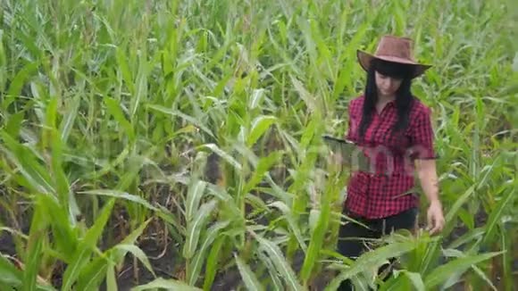 智慧生态农业养殖理念农民女孩植物研究员一个用途触摸平板电脑同时检查生活方式视频的预览图