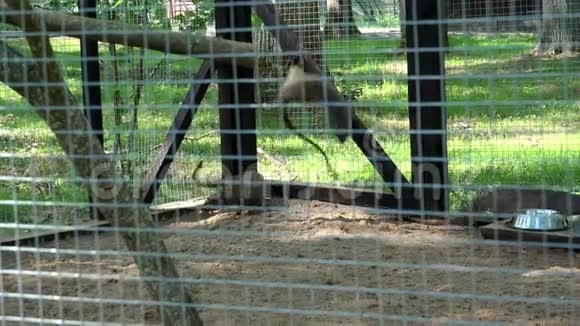 夏天雪貂在动物园的笼子里奔跑动物园里的动物4K视频的预览图
