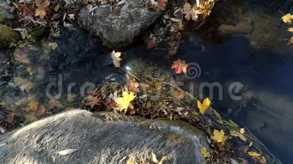五颜六色的树叶落在溪水中的岩石之间视频的预览图