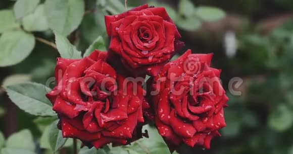 红玫瑰花蕾盛开在花园里绿色的夏日背景视频的预览图