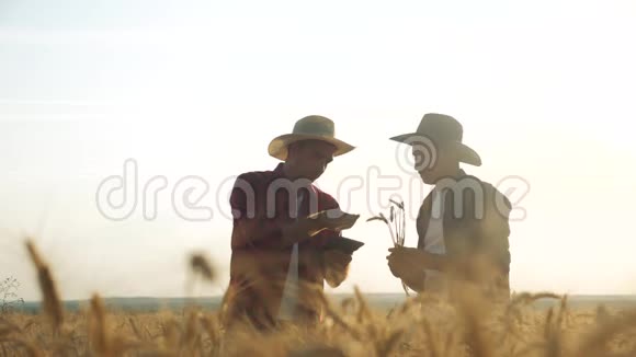 两名农民在日落时分在一片田里合作研究小麦作物一项男性农民的研究表明在一台数字平板电脑中视频的预览图