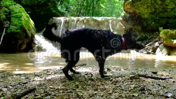 湿透的穆迪斯狗抖落水面溅起四面八方飞视频的预览图