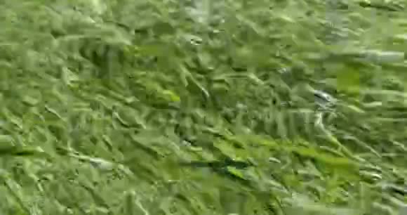 风拂着绿色的背景视频的预览图