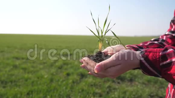 女孩手里拿着泥土一株绿色的年轻植物生态农业是春天和生态概念的象征女农民手视频的预览图