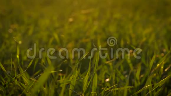 郁郁葱葱的青草太阳的光线在日落时穿过草茎视频的预览图