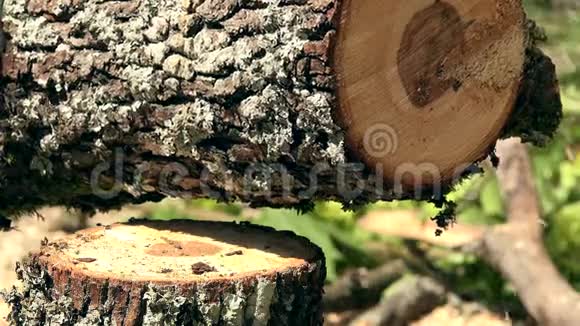 锯树干落在阳光下的木屑视频的预览图