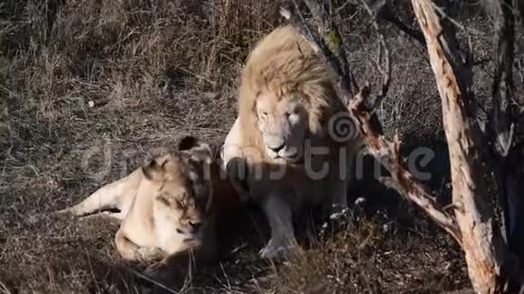 狮子夫妇在非洲热带草原狮子骄傲视频的预览图