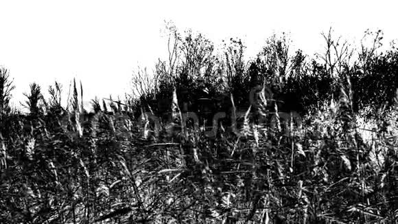 草甸在风中摇曳单色视频视频的预览图