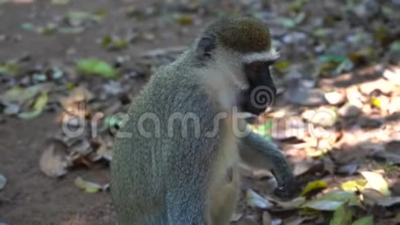 特写一张有趣的绿猴子嚼坚果的画像视频的预览图