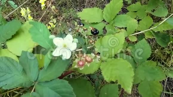森林中的野生黑莓红宝石年轻女子手拿起黑莓成熟成熟的黑色浆果视频的预览图