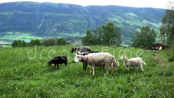 两只母羊摇着脖子上的铃铛因为其他羊在吃草羔羊在挪威的牧场玩耍视频的预览图
