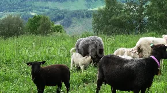 母羊从两只哺乳羔羊中走出来因为其他羊正在挪威的一个牧场放牧视频的预览图