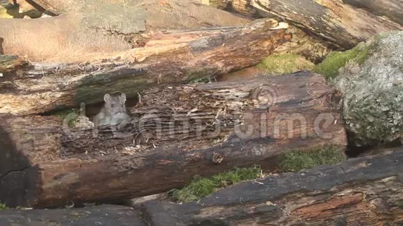 一只棕色的老鼠黑鼠在原木堆里寻找食物视频的预览图