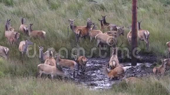 在苏格兰高地一只咆哮的红鹿麋鹿在辙叉季节前与它的视频的预览图