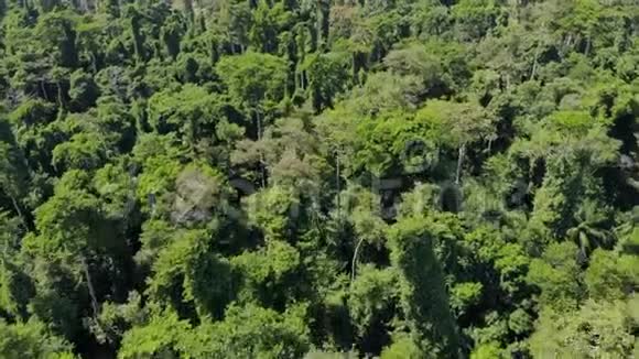 桑给巴尔彭巴岛北端恩盖齐森林丛林保护区视频的预览图