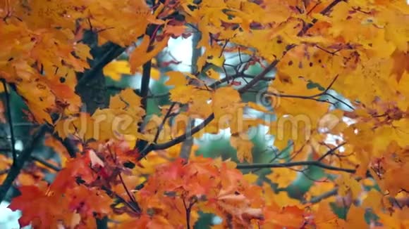 秋天挥舞着橙色的枫叶慢镜头视频的预览图