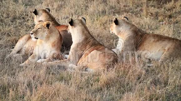 早上在非洲草原狮子会骄傲视频的预览图