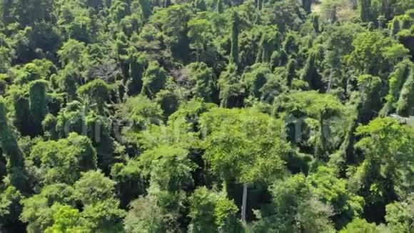 桑给巴尔彭巴岛北端恩盖齐森林丛林保护区视频的预览图