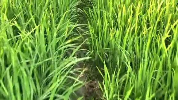 穿过绿色稻田的狭窄小径视频的预览图