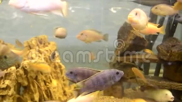 黄色和蓝色的鱼在水族馆里游泳视频的预览图