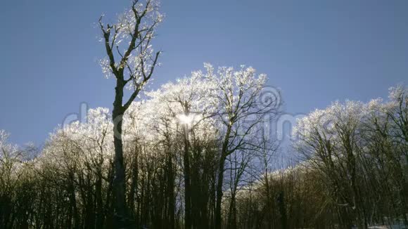 暴风雪过后的冬天阳光透过结冰覆盖的树木视频的预览图