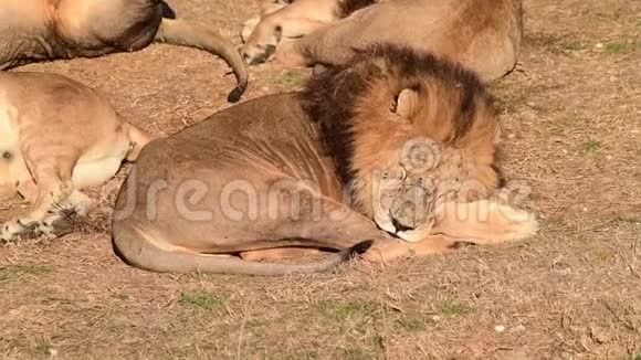 狮子会在非洲草原上睡觉视频的预览图