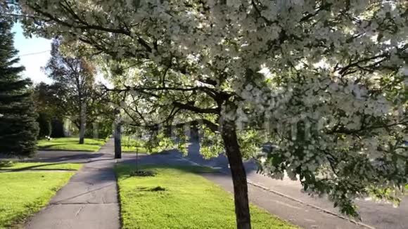 安大略省开放的白色樱花视频的预览图